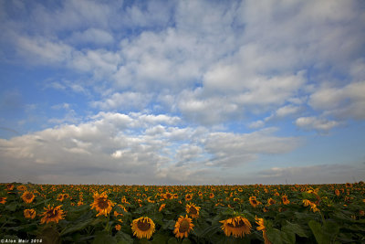 IMG_8861.jpg sunflower