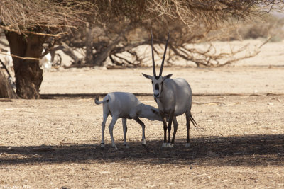 IMG_0799.jpg   Oryx leucoryx