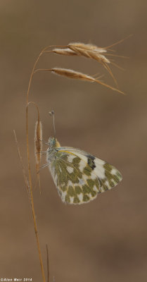 IMG_9184.jpg Pontia daplidice daplidice