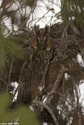 671A9761.jpg   Long eared Owl- Asio otus
