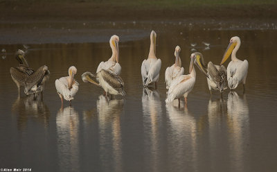 671A0128.jpg  white pelican
