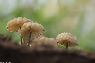 671A3817-1.jpg   Marasmius anomalus