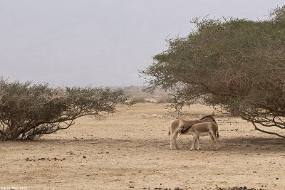 671A0931.jpg  Equus africanus