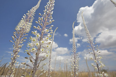 671A9331.jpg Maritime squill