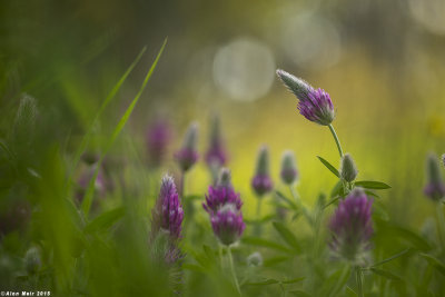 671A6291.jpg  Trifolium purpureum