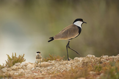 671A8740.jpg   Spurwinged_lapwing -siksak