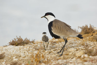 671A9247.jpg   Spurwinged_lapwing -siksak