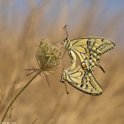 671A8567-1.jpg  Common Swallowtail,Papilio machaon