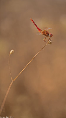 671A9863.jpg   Scarlet Dragonfly