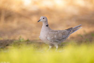671A5965.jpg    collared dove 