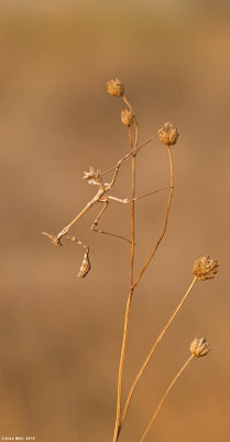 671A8314.jpg   Sphodromantis viridis praying mantis  susat shed_ _