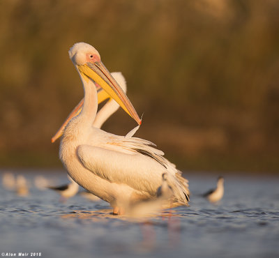 671A8867-1.jpg  white pelican