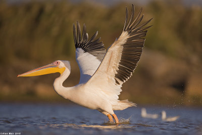 671A8730.jpg   white pelican