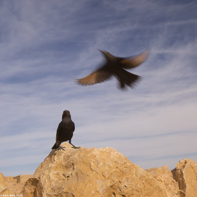 Tristram's Starling