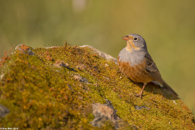 671A7667.jpg   / Cretzschmars Bunting / Emberiza caesia