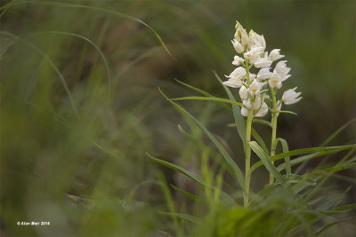 671A9252.jpg    Cephalanthera longifolia