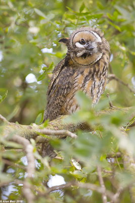 671A3437-1.jpg    Long eared Owl- Asio otus
