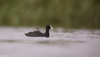 671A4961.jpg   Common Coot 
