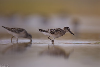 671A1249.jpg   Calidris falcinellus