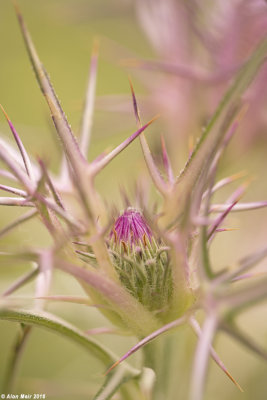 671A0099.jpg   Syrian Thistle