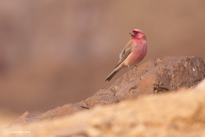 __white-crowned_wheatear____oenanthe_leucopyga