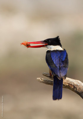 Black_capped_kingfisher