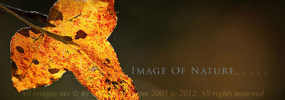 Natural_2010.jpg