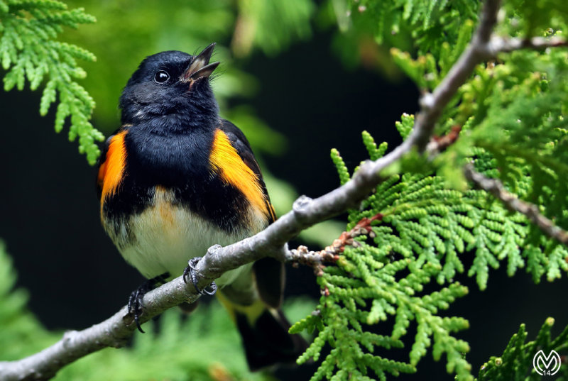 Jazziest Redstart