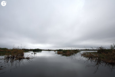 Swamp Glass