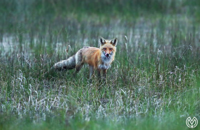 Red Fox Bay