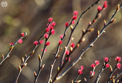 Fuzzy Buds