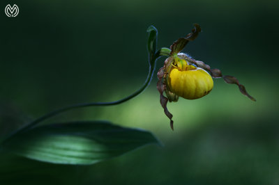 Yellow Ladys Slipper