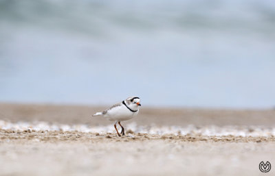 Plover Rover
