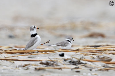 Piping Plover Courtship