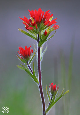 Indian Paintbrush