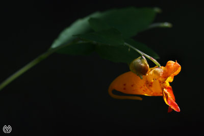 Jewelweed