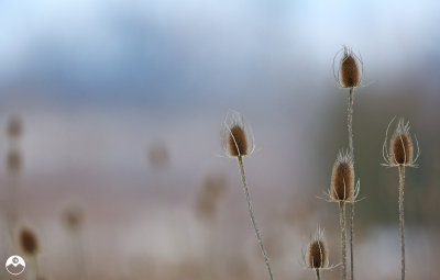 Teasel'r