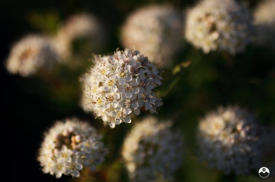 Micro-bouquet