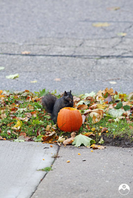Pumpkin Poacher
