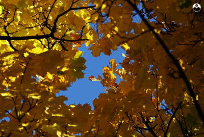 Golden Canopy