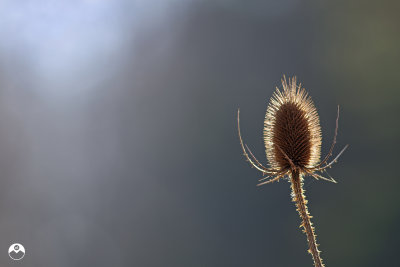 Gradient Dipsacus