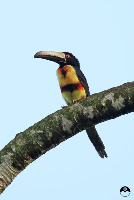 Collared Aracari Toucan