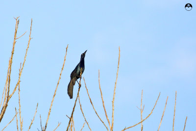 Great-tailed Grackle
