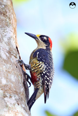 Black-cheecked Woodpecker