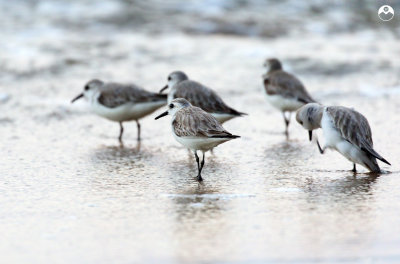 Western Sandpipers