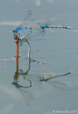 Damsel Pond