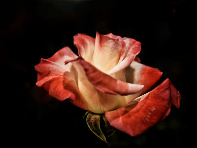 Just a Rose