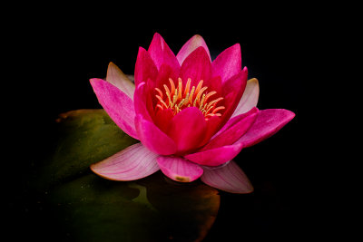 Pink Lilly