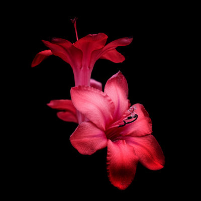 Study In Scarlet