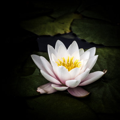 Water Lilly